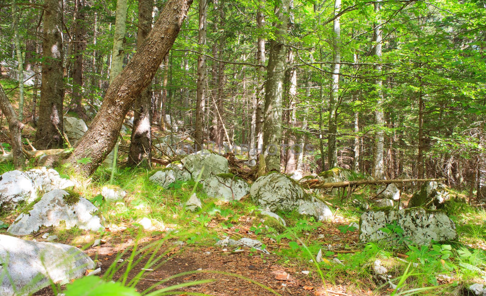 View of the Forest in the Slovenian Julian Alps