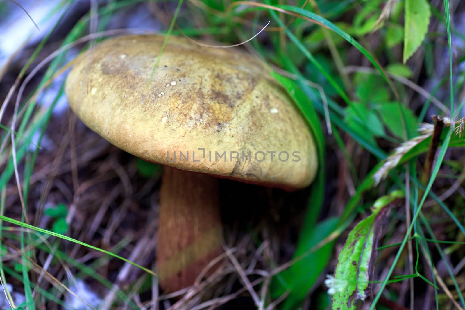 Close up of a Forest mushroom between grass