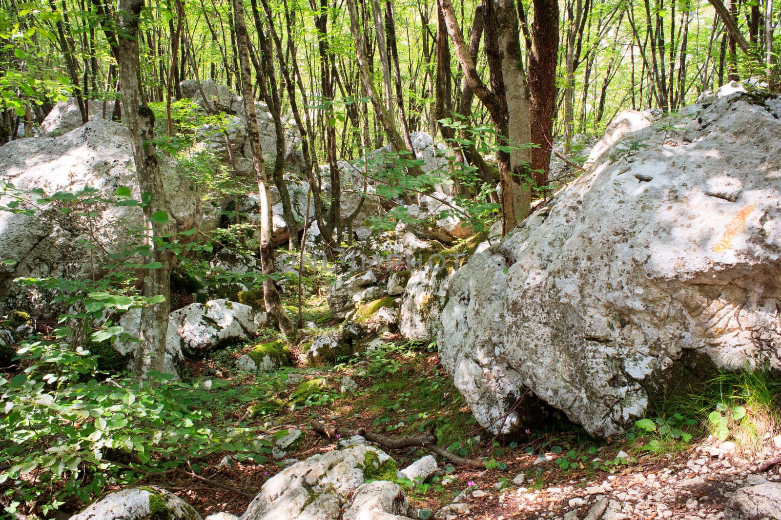 View of the Forest in the Slovenian Julian Alps