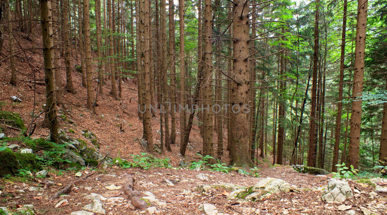 View of the Forest in the Slovenian Julian Alps