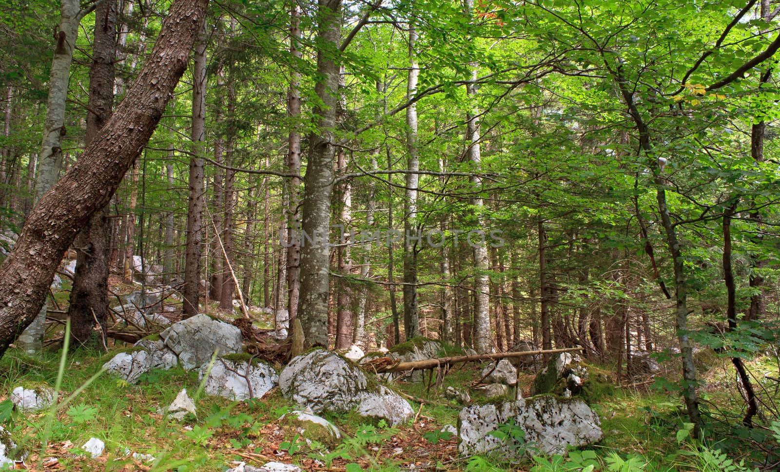 View of the Forest in the Slovenian Julian Alps