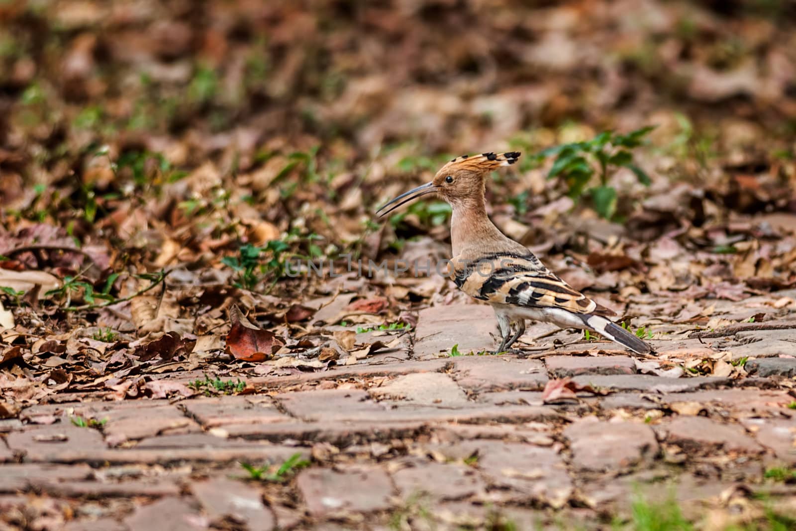 Common Hoopoe, Upupa epops, bird, walking on a brick path, copy space