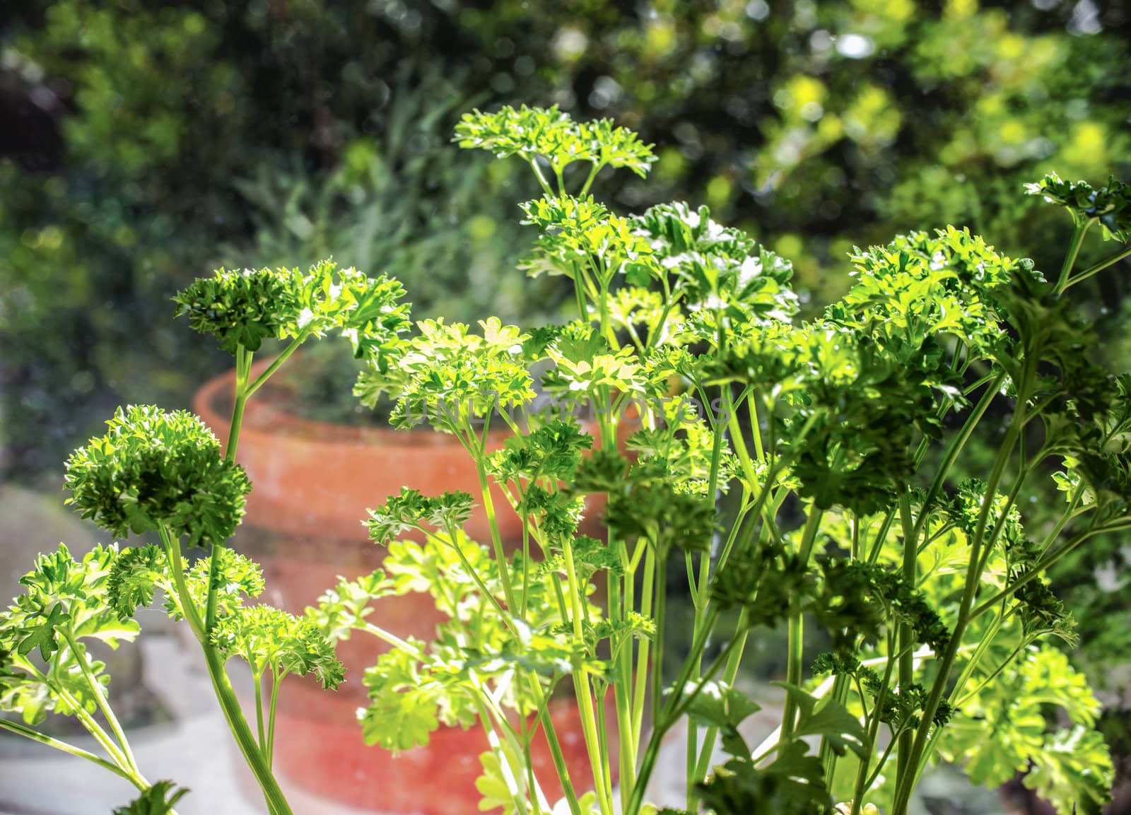 Bright Parsley Plant in Window Pot is Ready to Garnish.