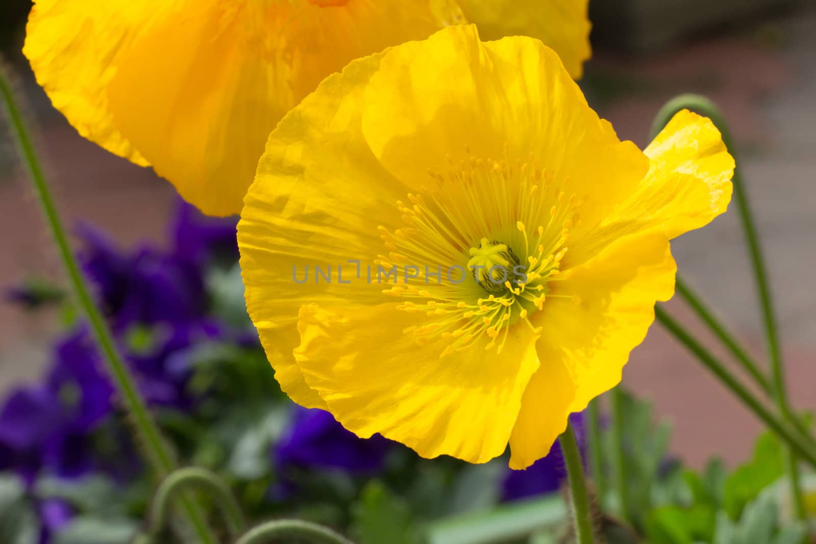 Brilliant Sunlit Yellow Poppy Macro Close-up.