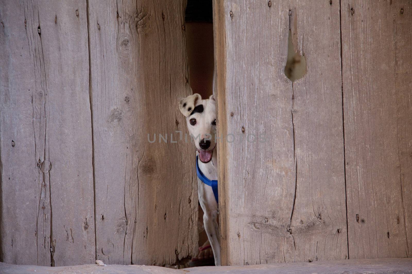 Dog peeping out through barn door by annems