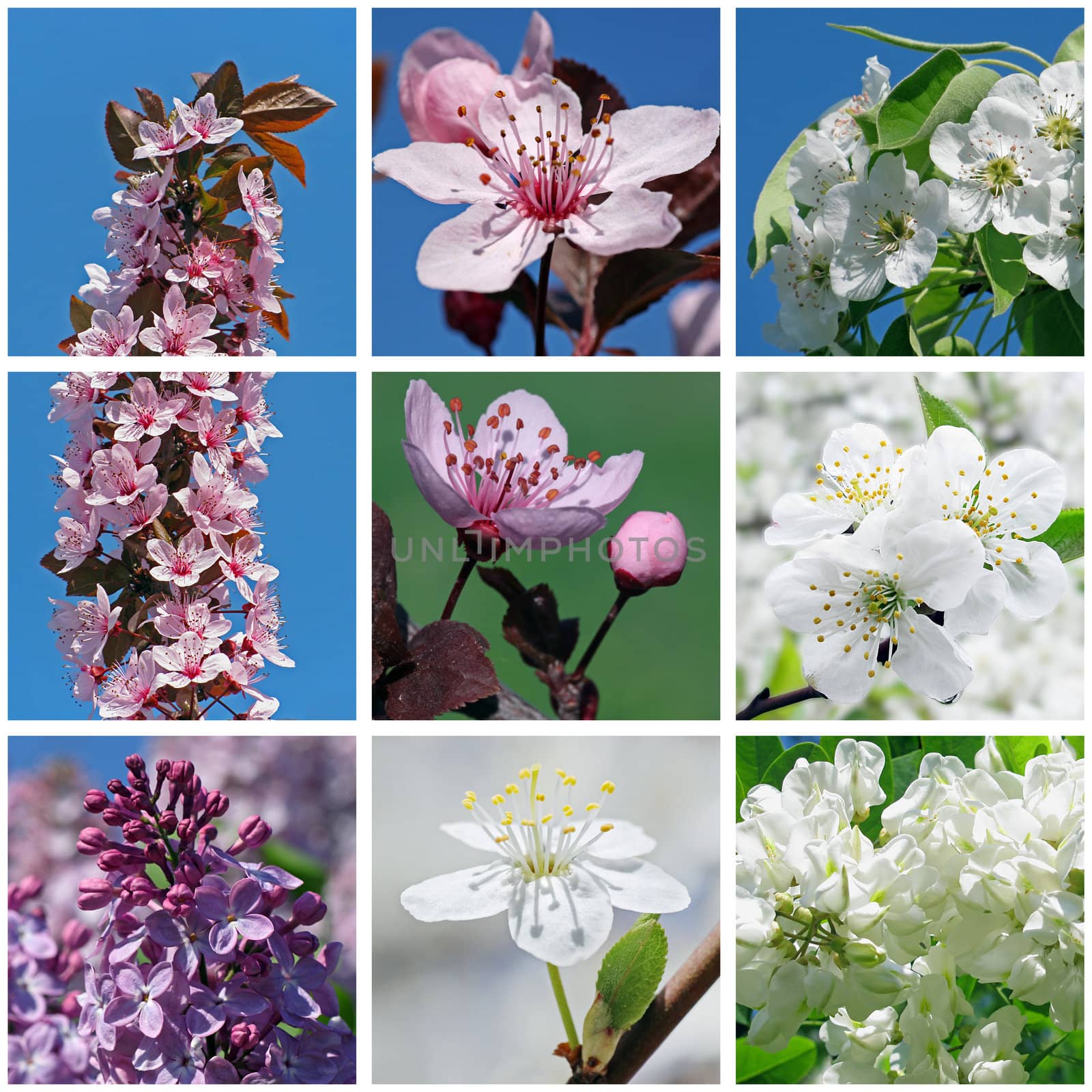 collage with close up of  blossoming trees and bushes