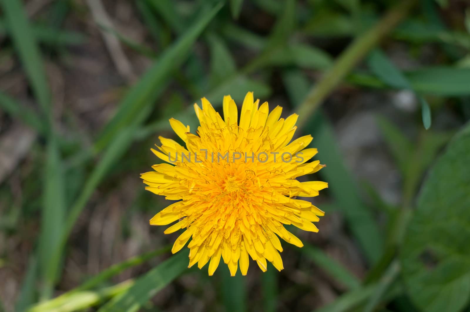 new yellow dandelion head