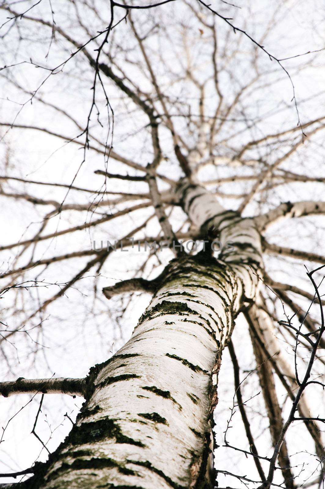 early spring in a birch forest