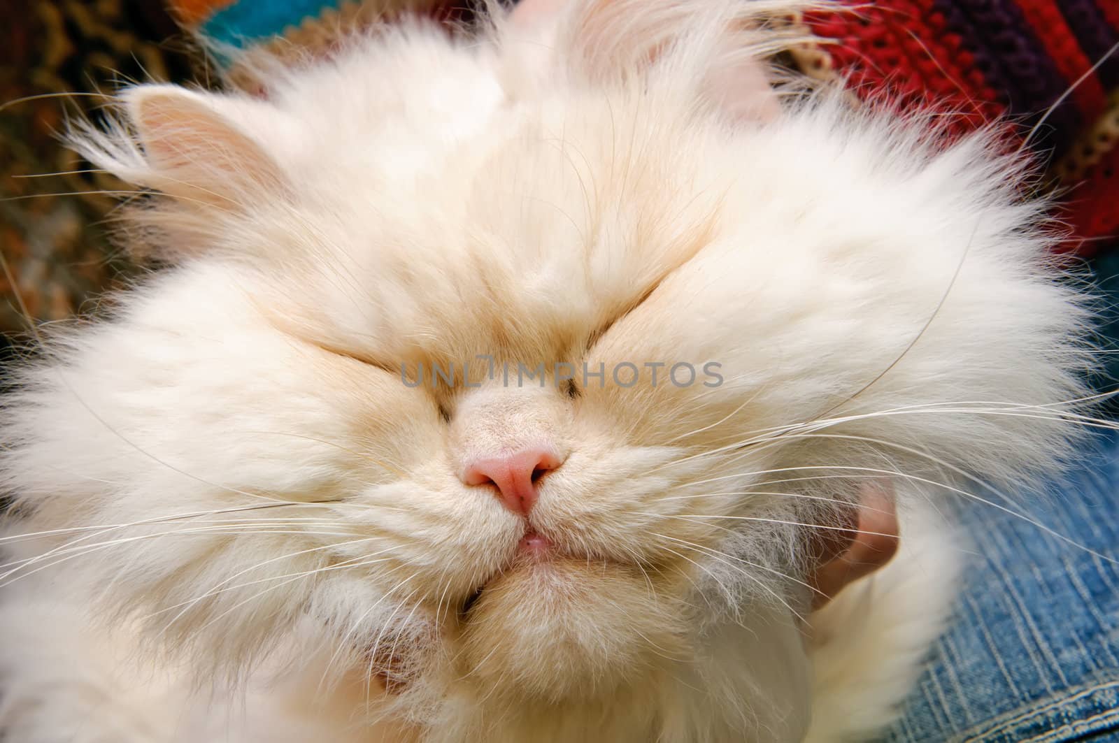 Head of a white fluffy cat with closed eyes