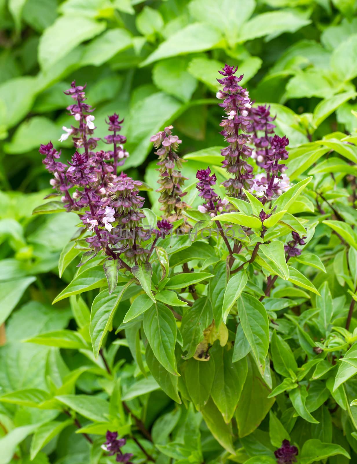 Fresh basil flower plant in the garden