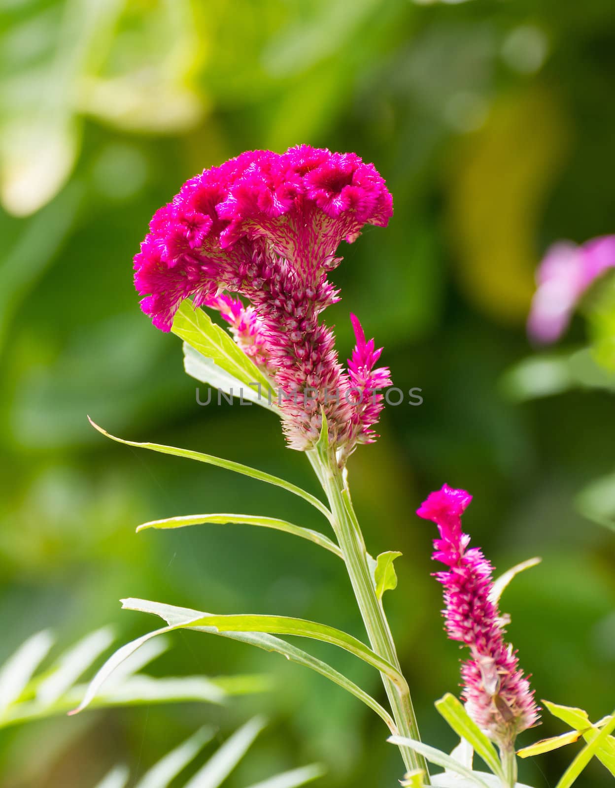 Closeup of a cockscomb flower (Celosia Cristata) in a garden