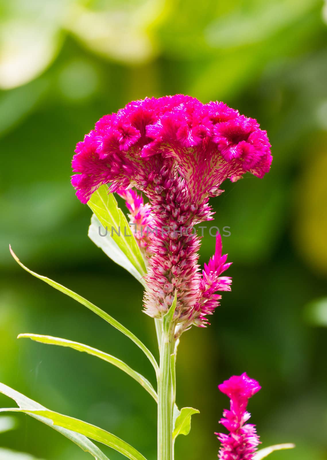 Closeup of a cockscomb flower (Celosia Cristata) in a garden