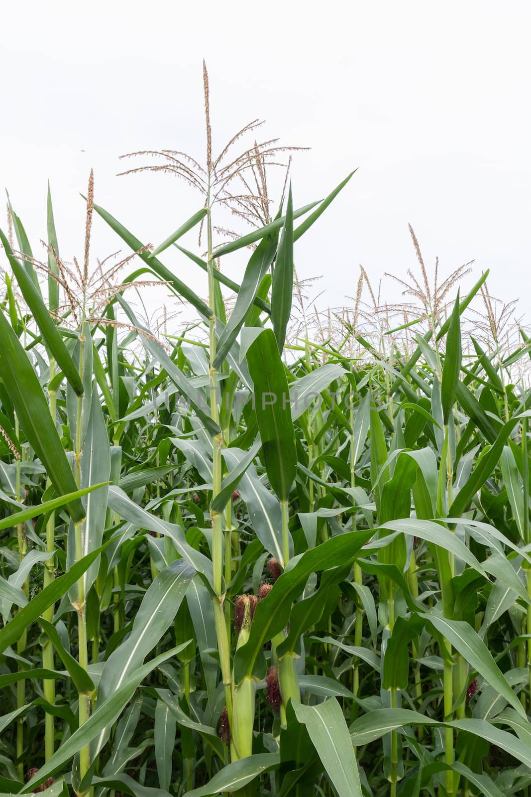 Corn field by stoonn