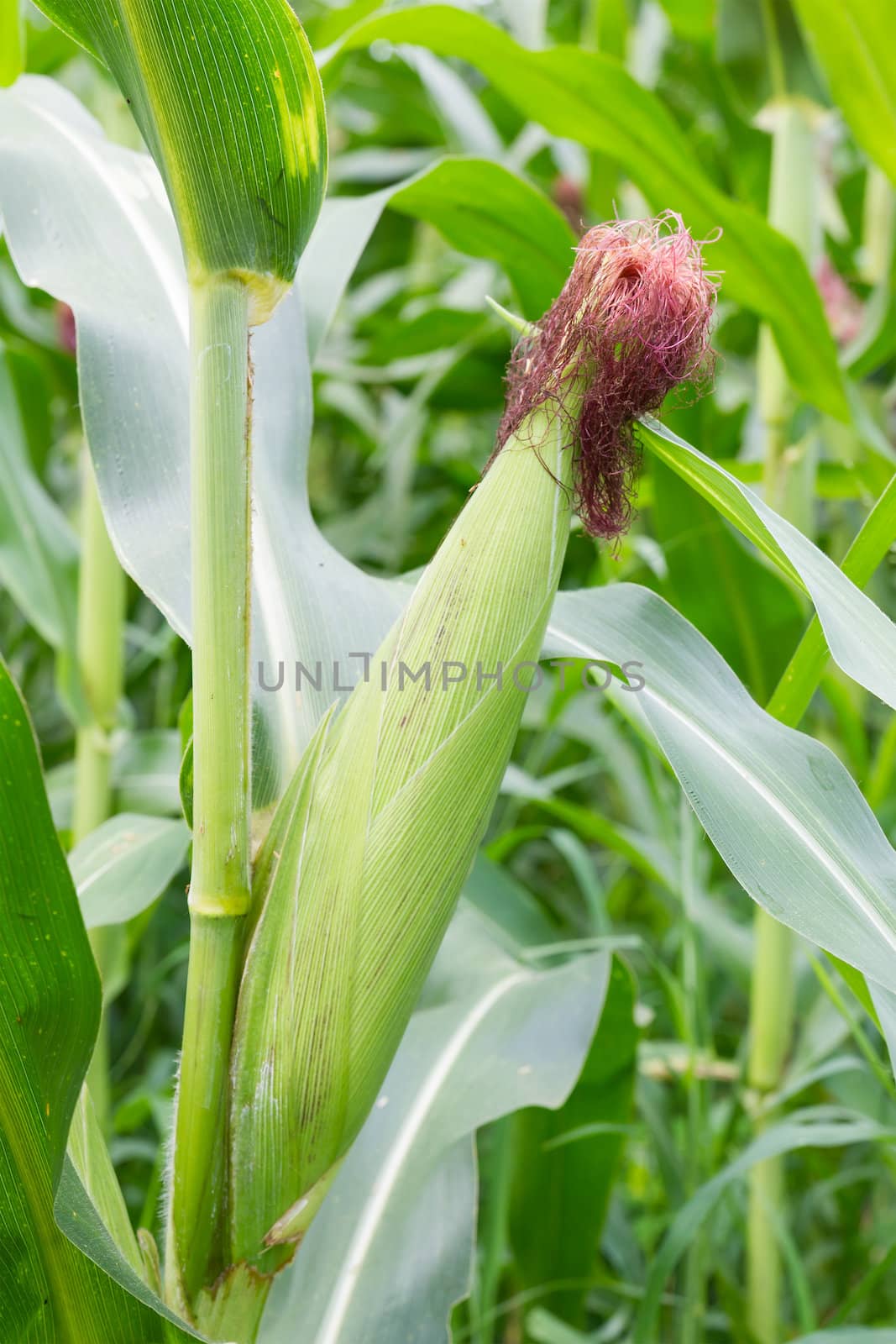 Corn on the stalk in the field