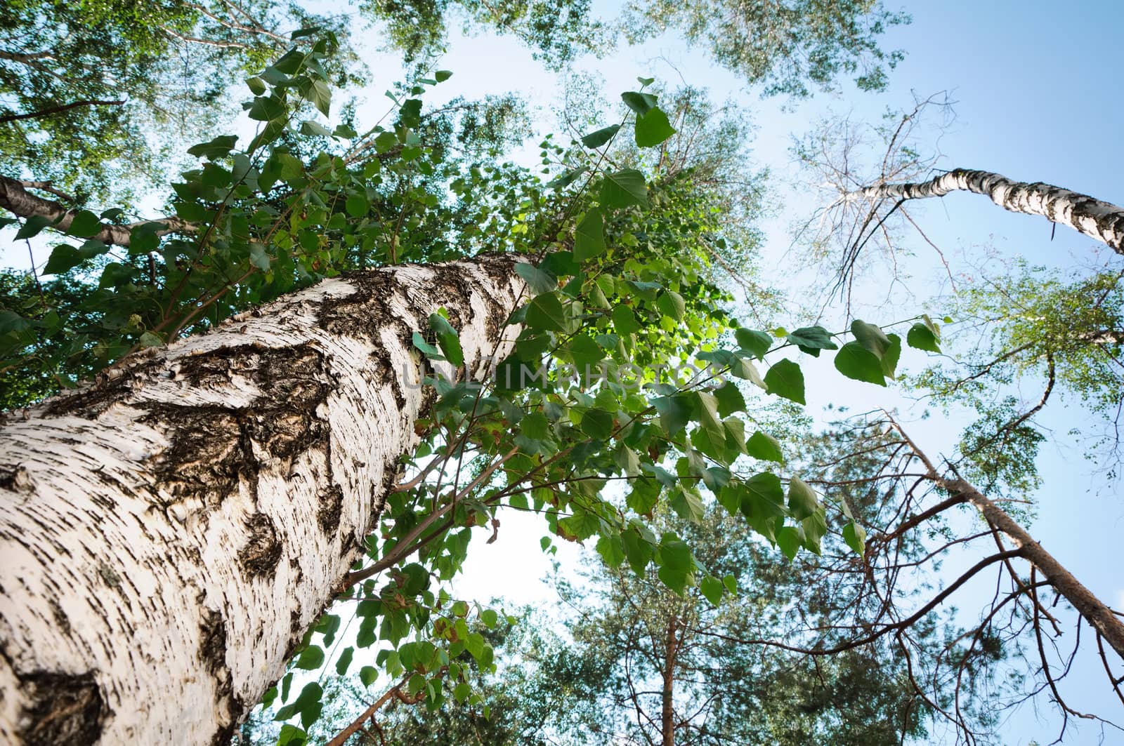 green birch in a forest on a blue sky background. Summer day.