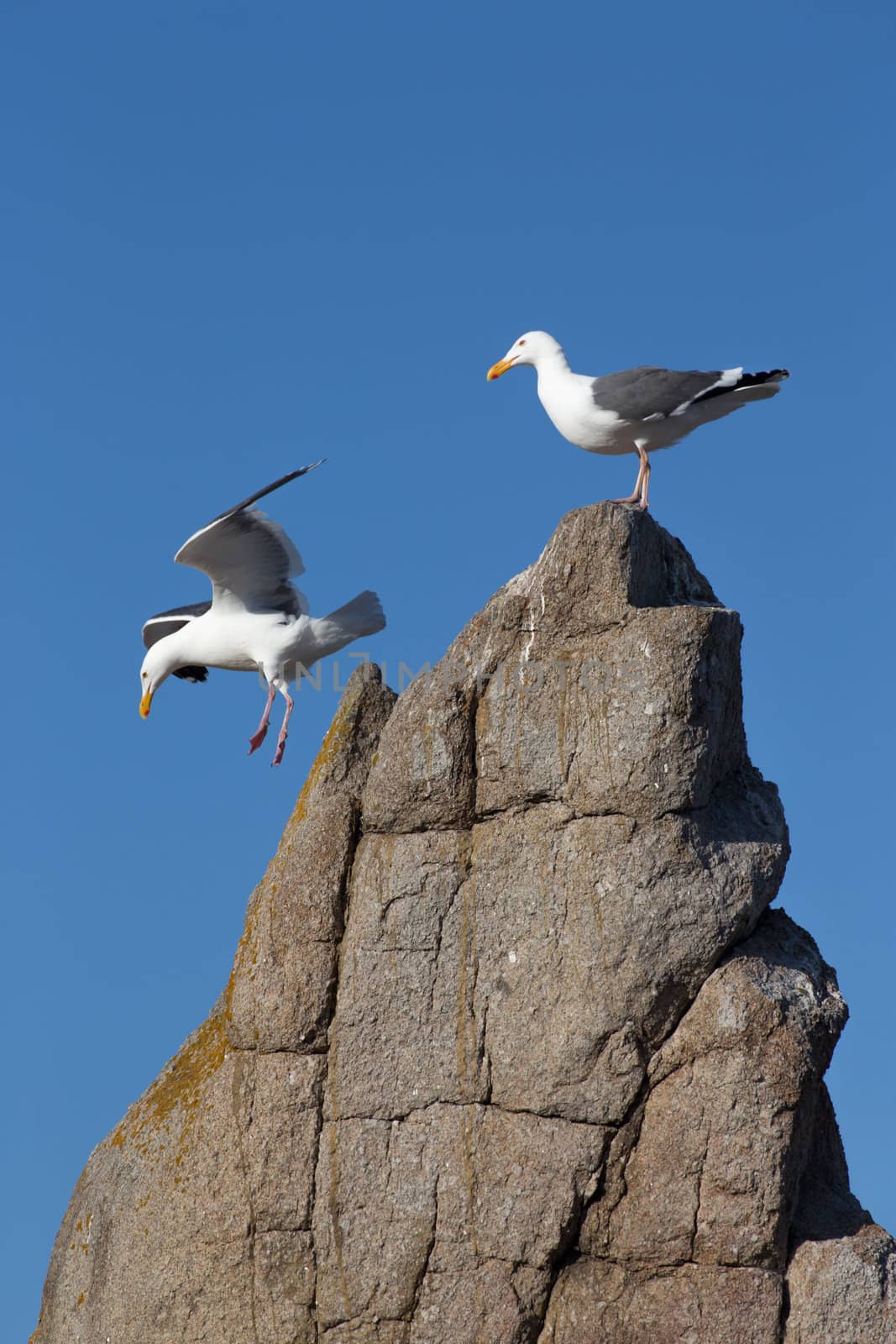 Two Gulls With One in Flight.