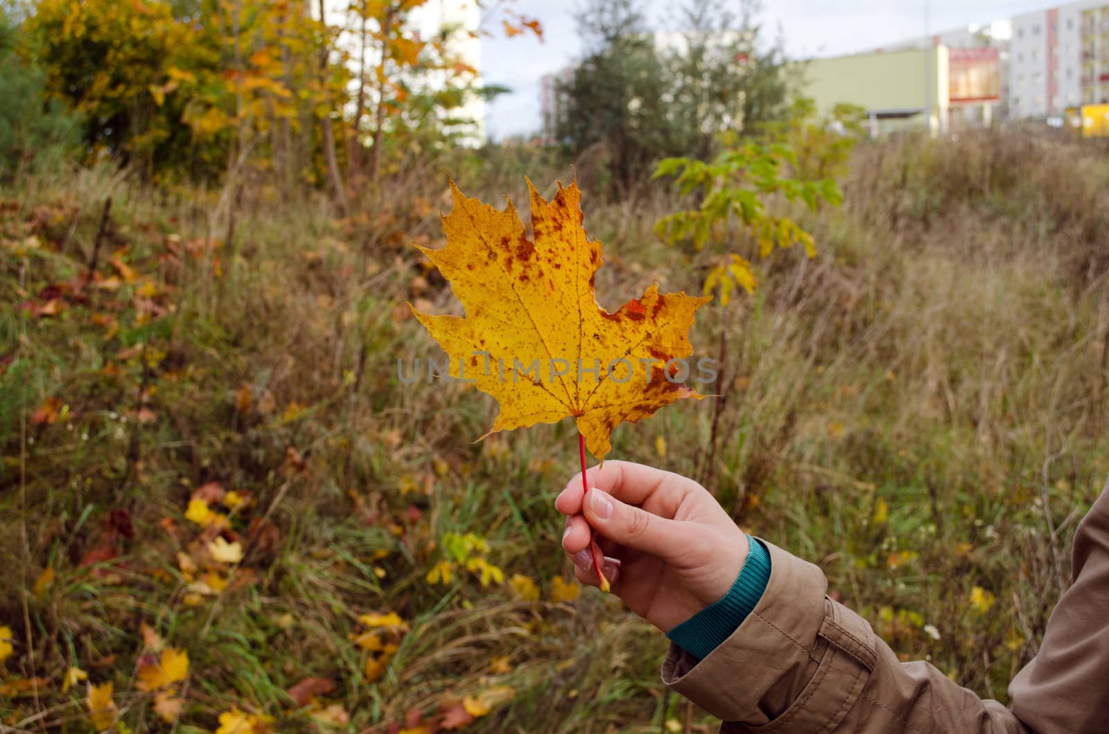 hand hold colorful yellow orange maple tree leaf in autumn.