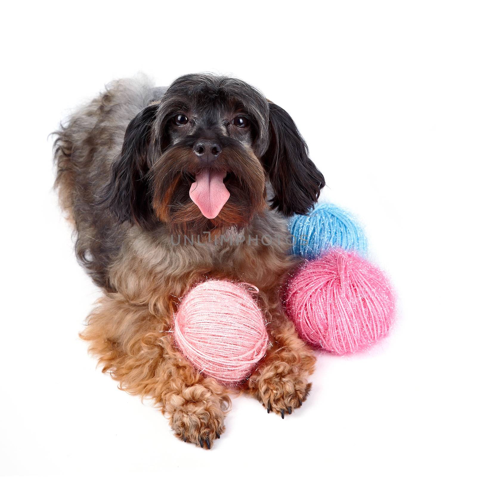 Decorative fluffy dog and woolen balls by Azaliya