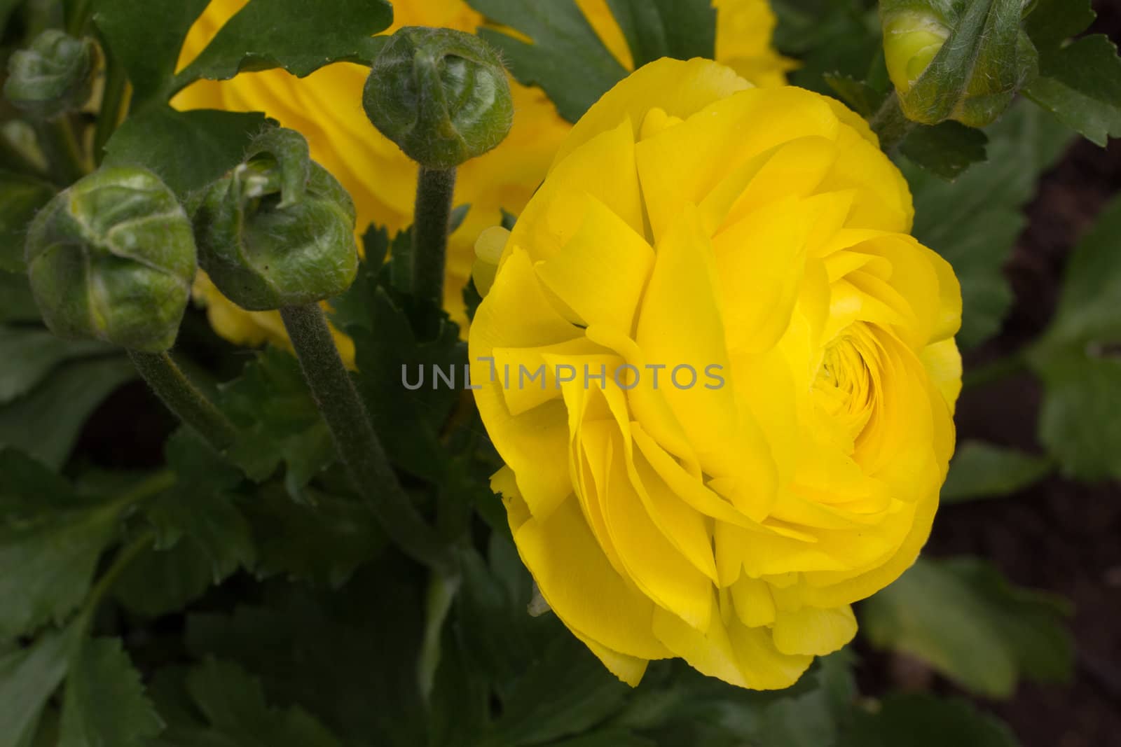 Yellow Ranunculus Flower Macro Close-up