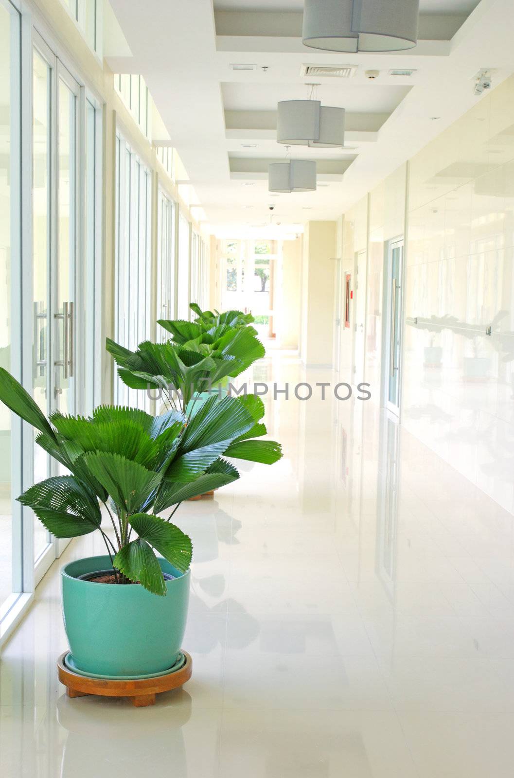 Green plants on clean white hall way by nuchylee