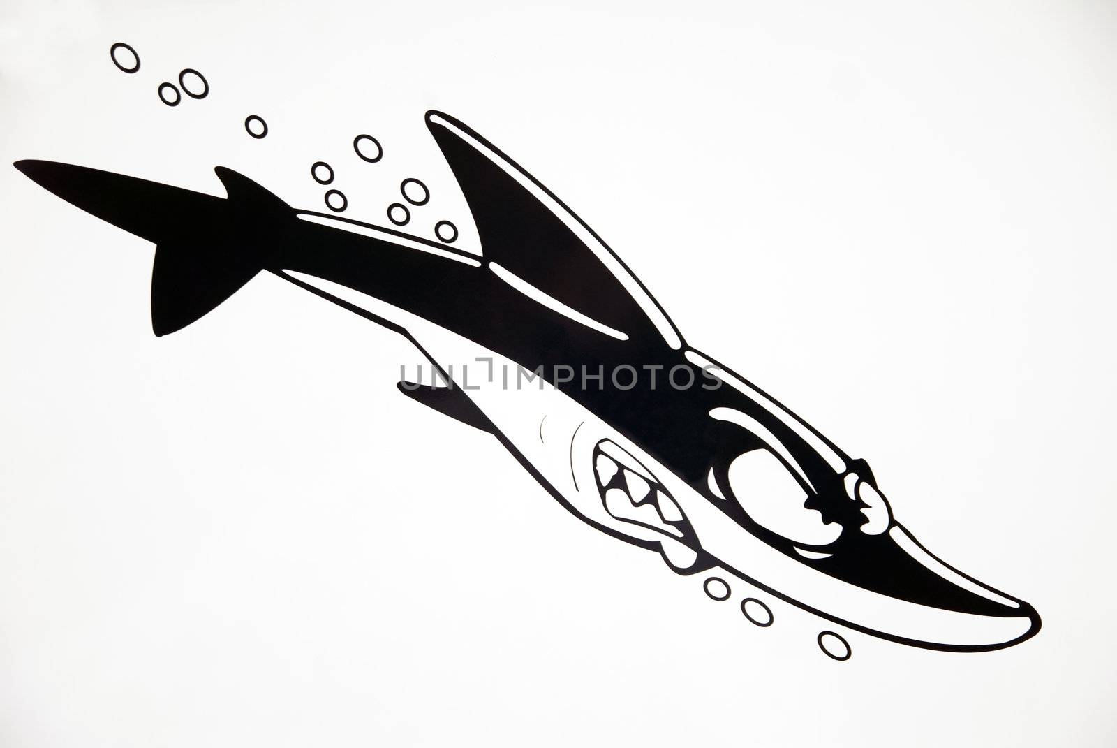 Cartoon shark – illustration with white background