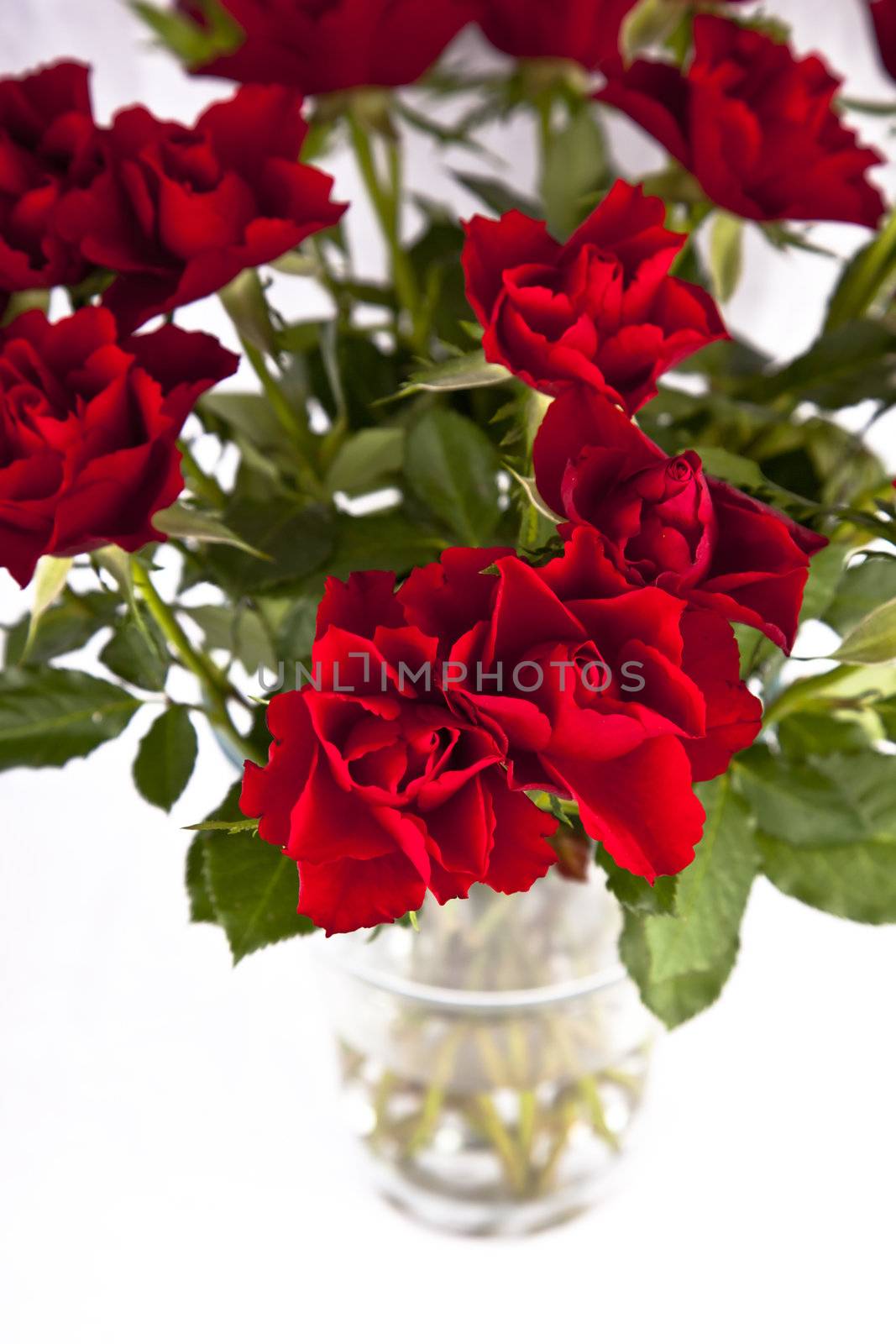 Close up of red roses in vase