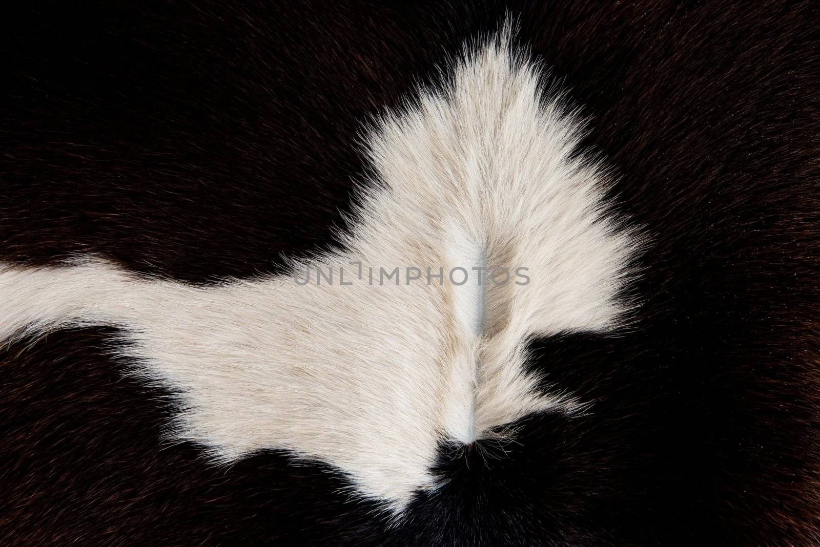 Cattle skin texture black and white pattern, taken at close range