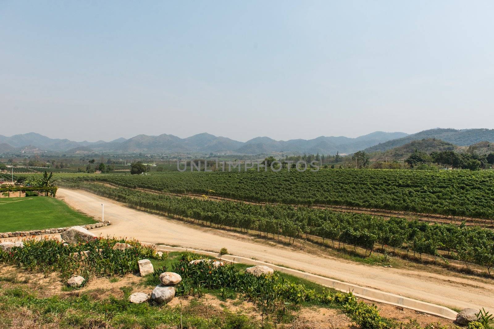 Grape wine vine yard green field in south of Thailand, taken on a sunny afternoon 