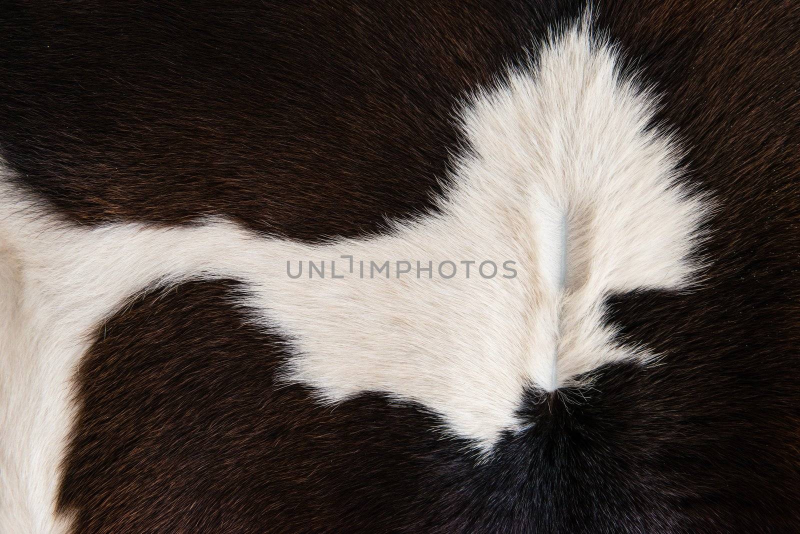 Cattle skin texture black and white pattern by sasilsolutions