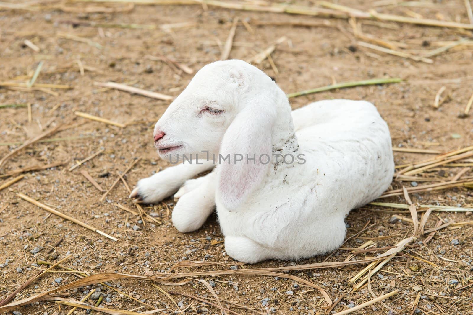 African white sheep laying on the ground and looking around, taken outdoor on a sunny afternoon