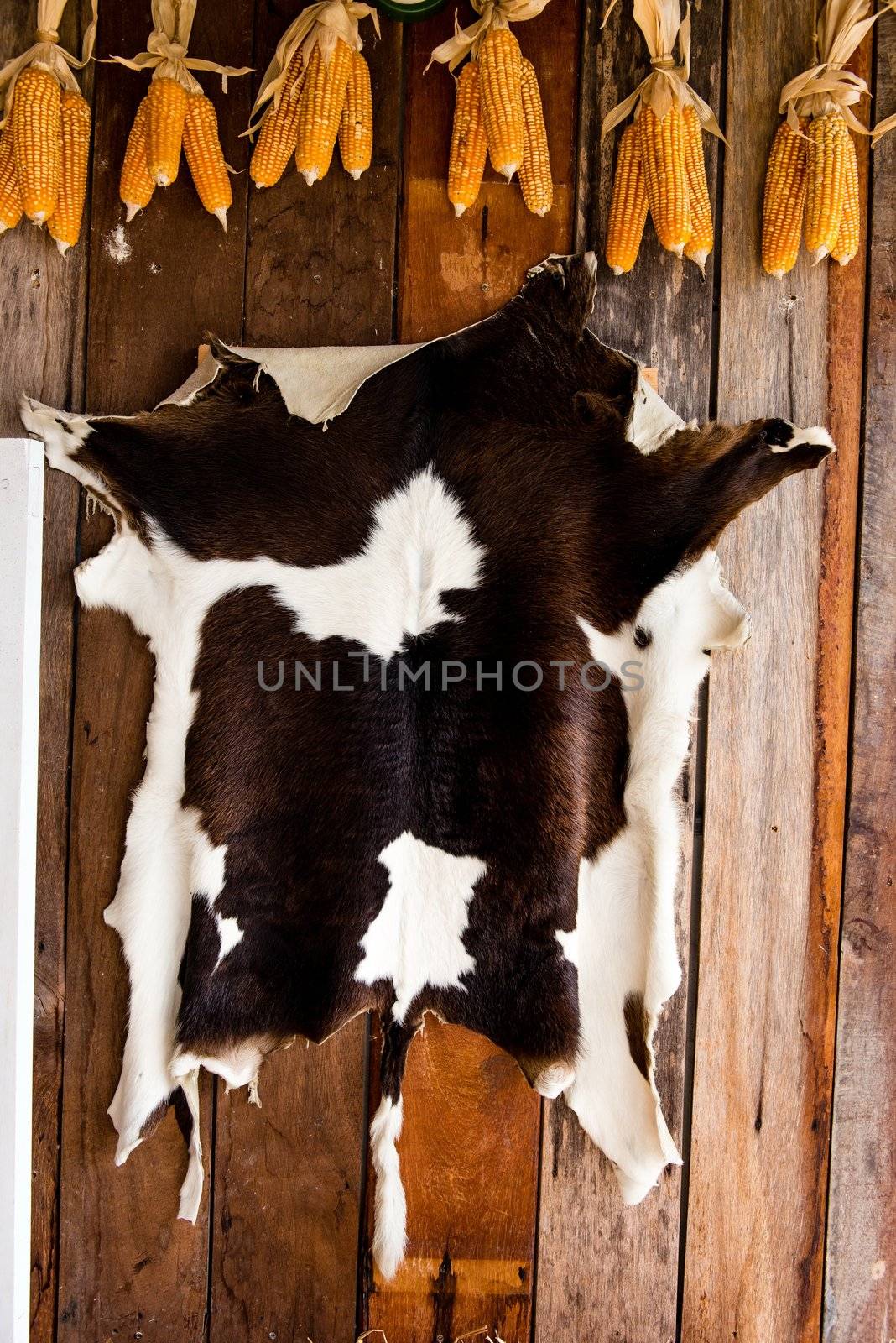 Cattle black and white skin texture on wooden background, take on a cloudy day