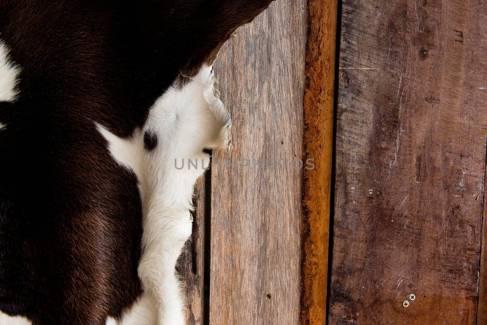 Cattle black and white skin texture on wooden background by sasilsolutions