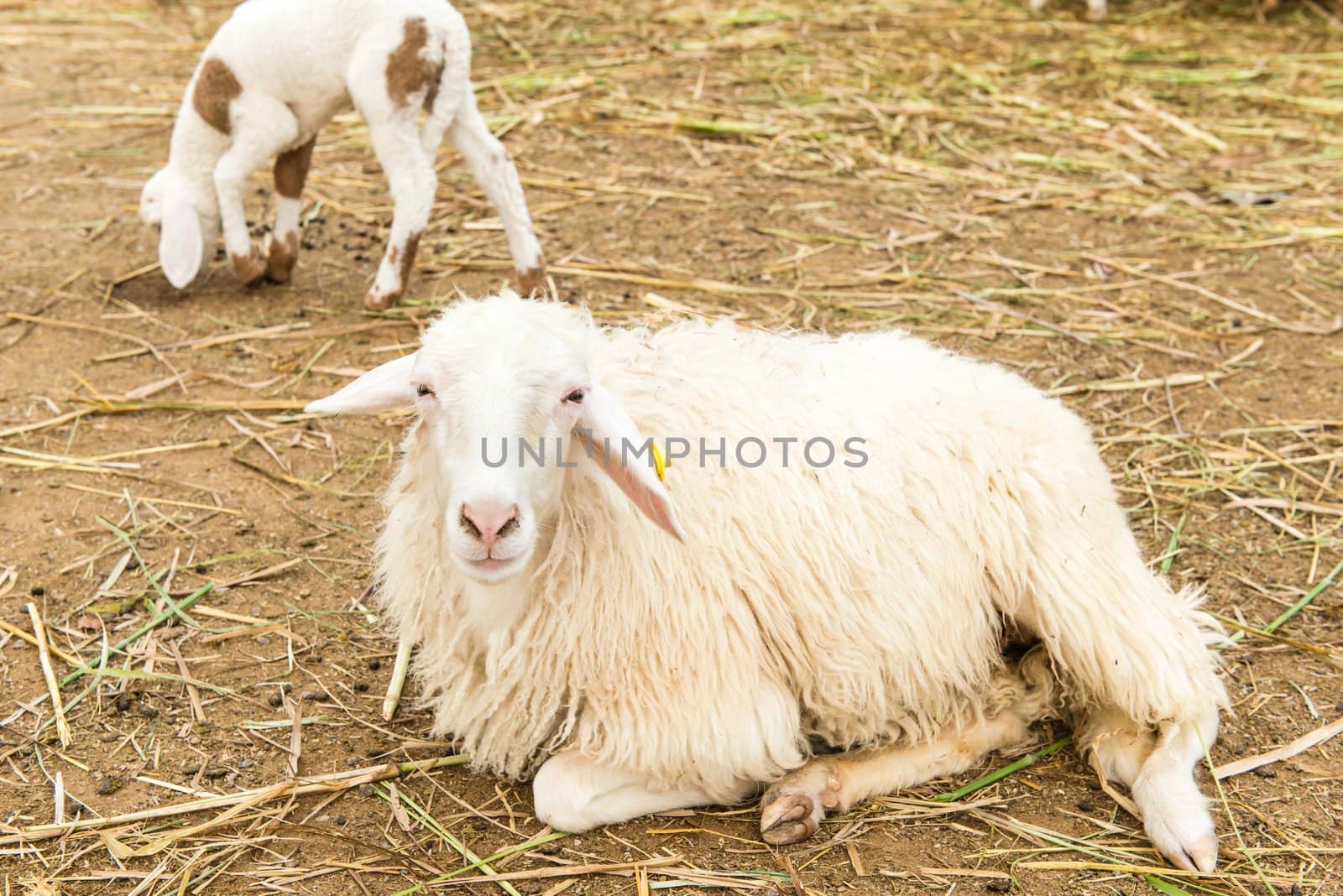 African white sheep laying on the ground and looking around by sasilsolutions
