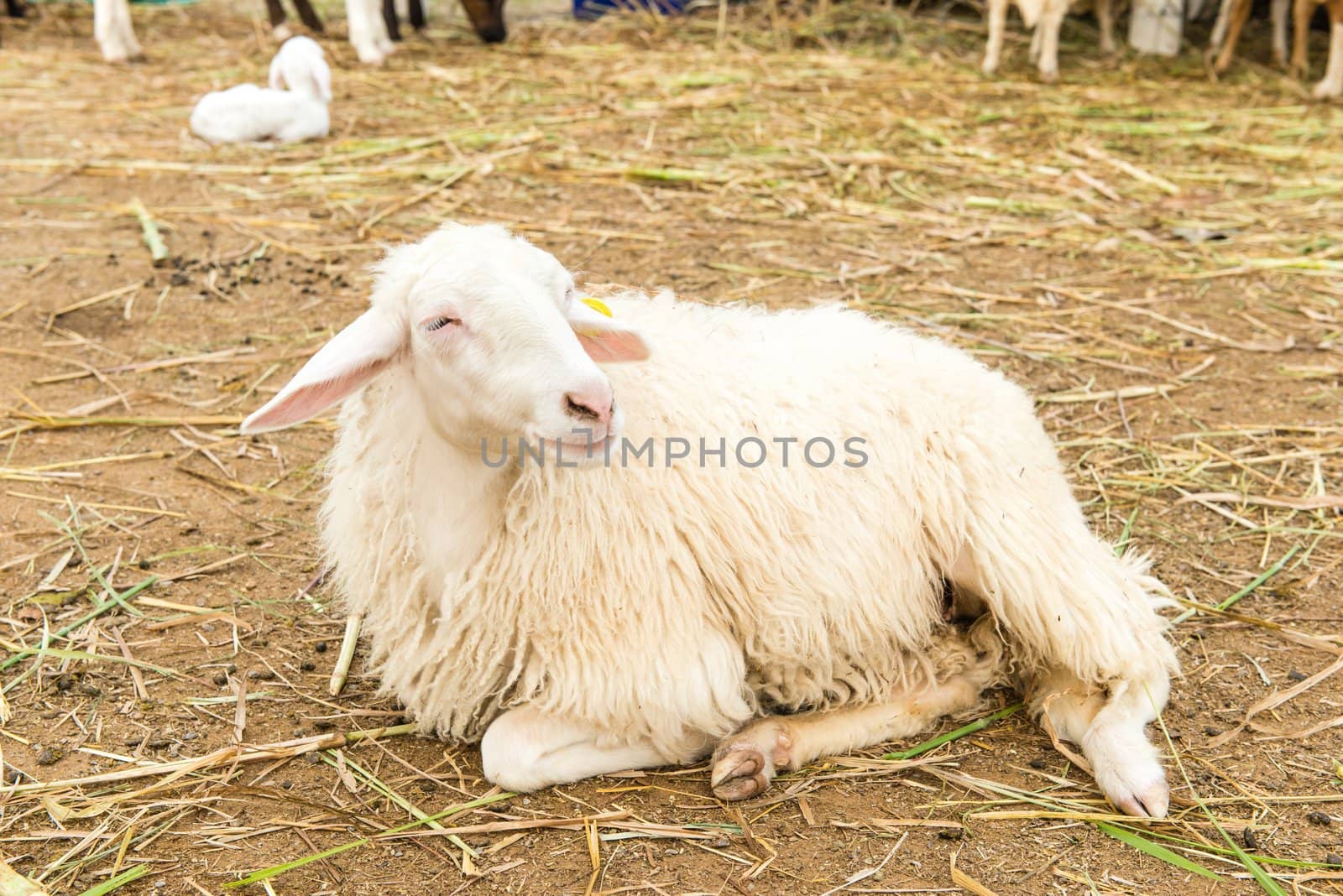 African white sheep laying on the ground and looking around, taken outdoor on a sunny afternoon