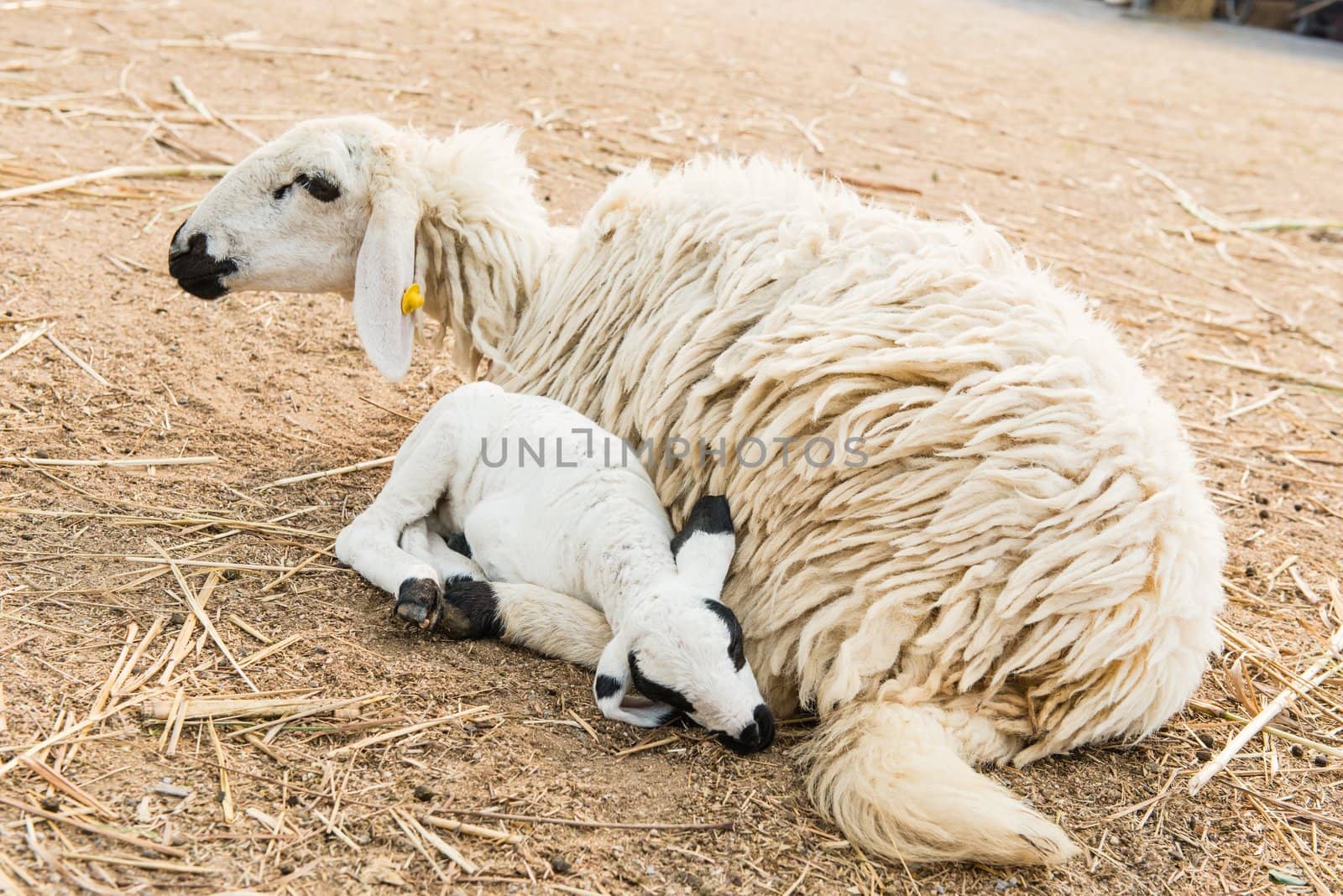 African white sheep laying on the ground and looking around by sasilsolutions