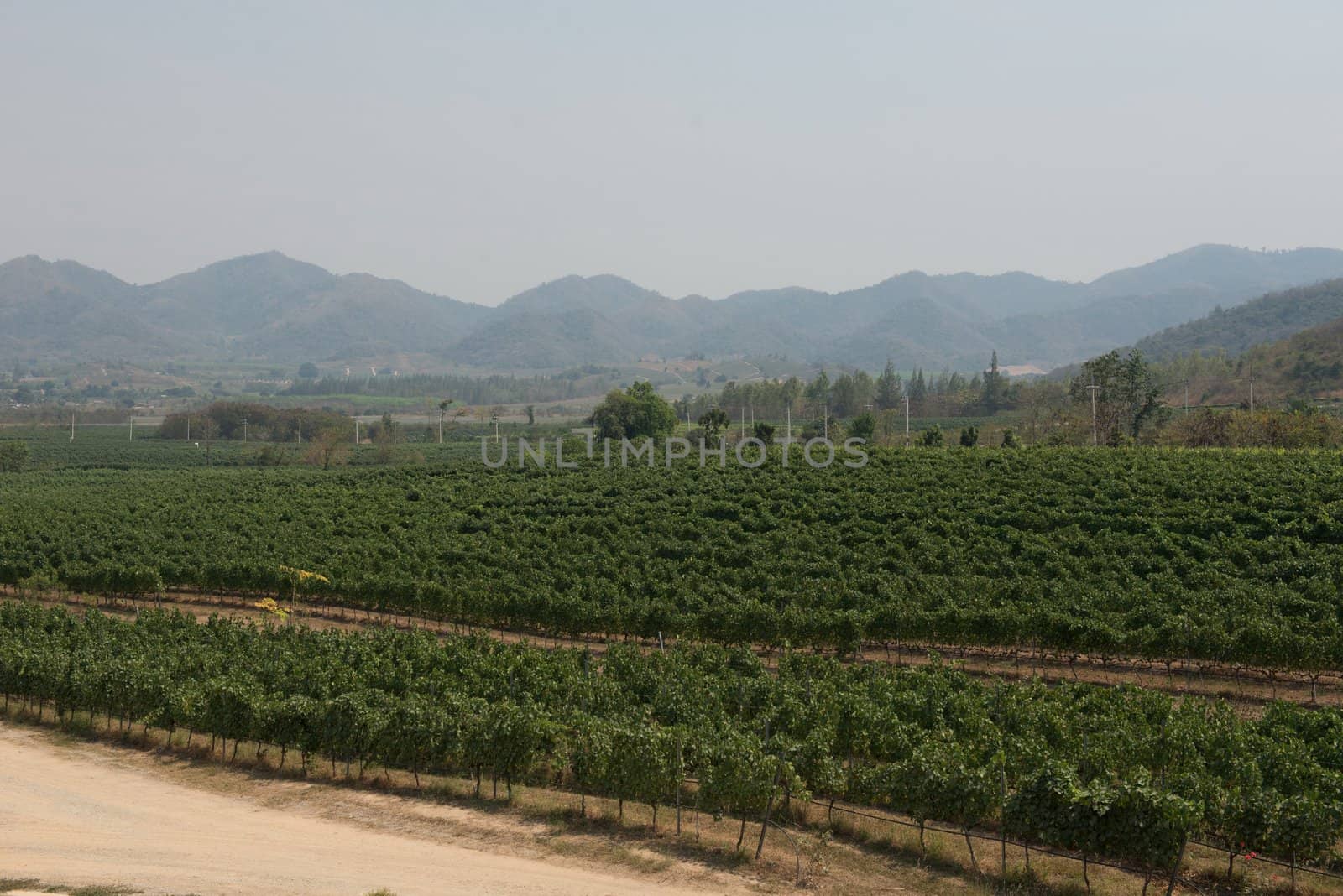 Grape wine vine yard green field in south of Thailand, taken on a sunny afternoon 