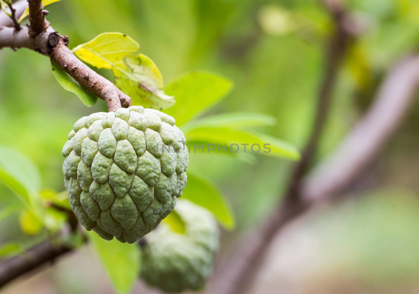 Custard apple growing on tree in nature