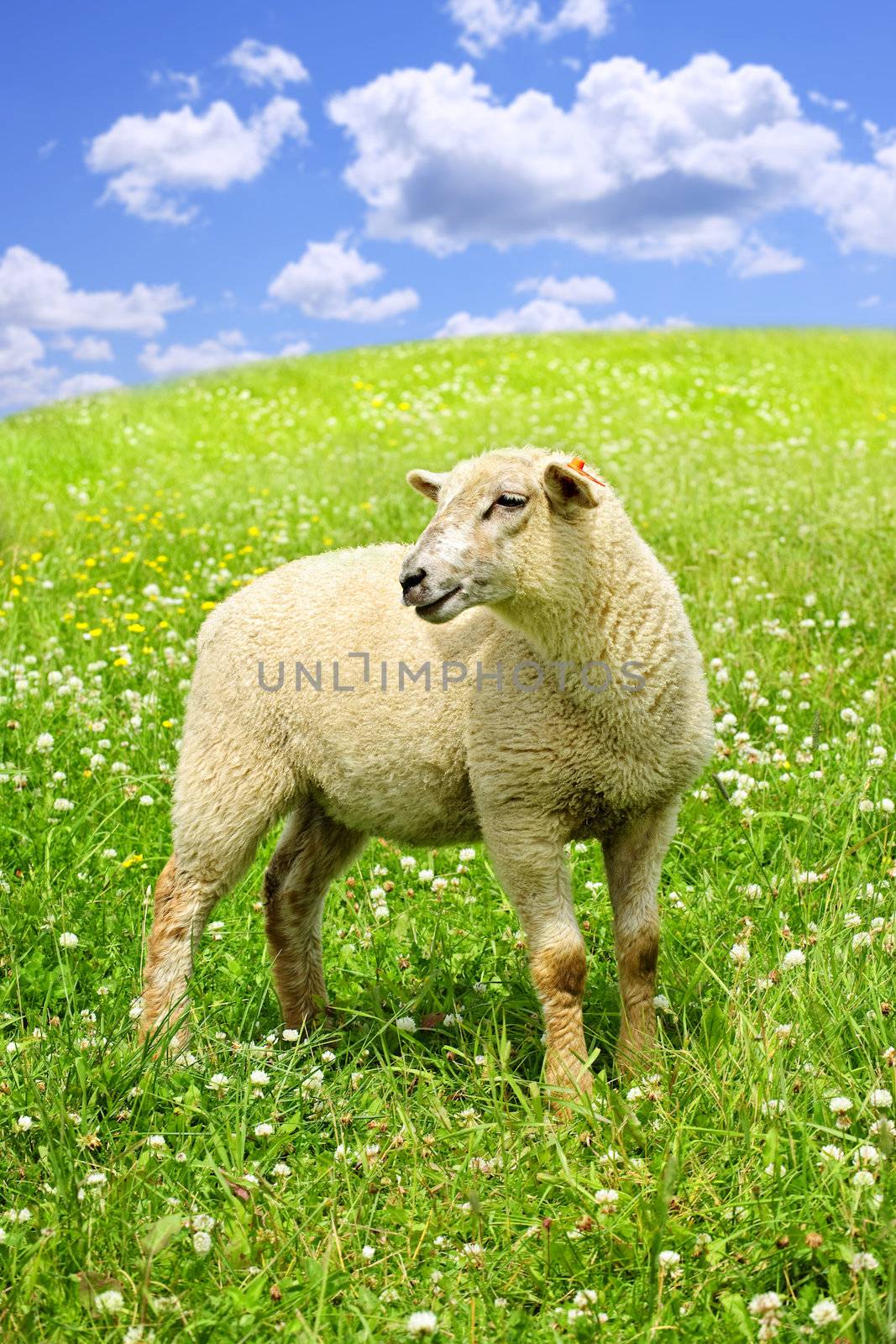 Cute funny sheep or lamb in green meadow