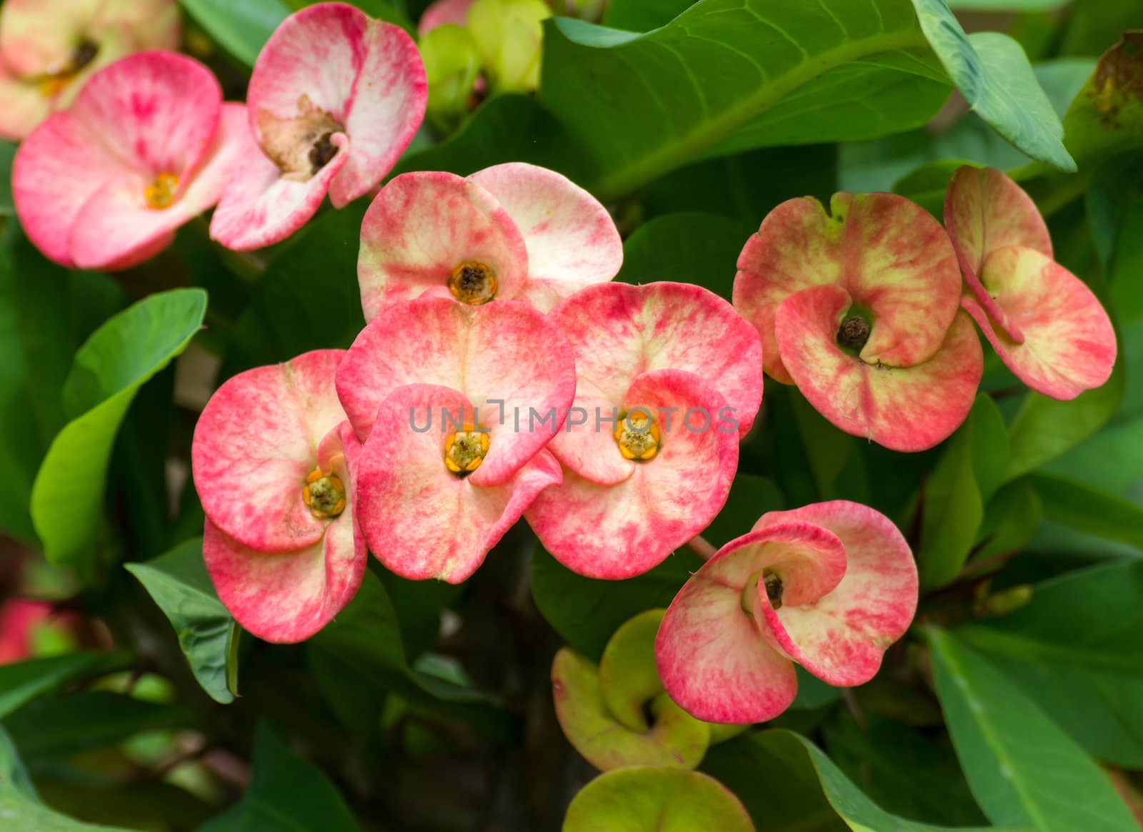 Close up Red Poi Sian  flowers blooming in garden