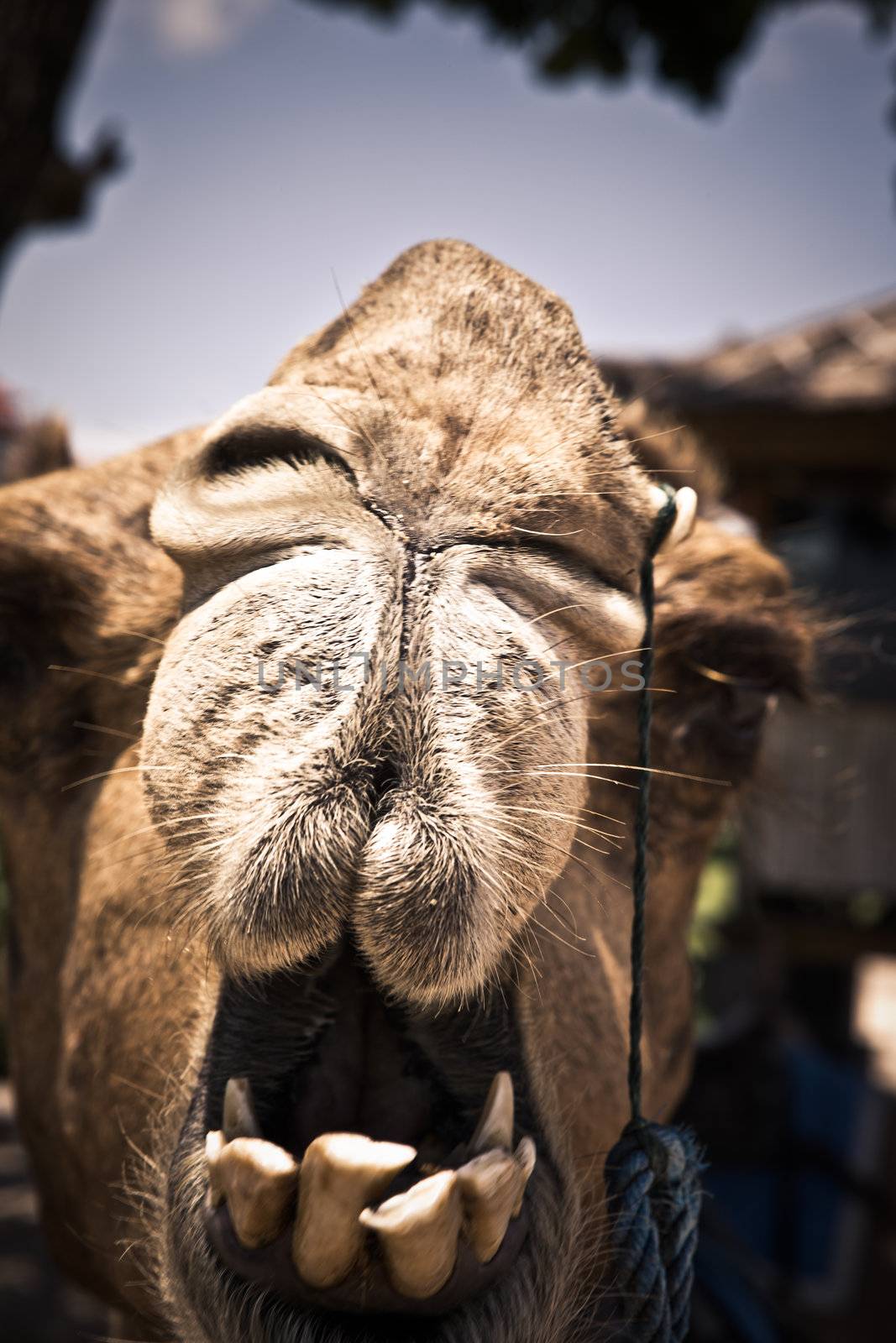 Closeup fun portrait of the face of a talkative camel with bad teeth eyeing out the camera