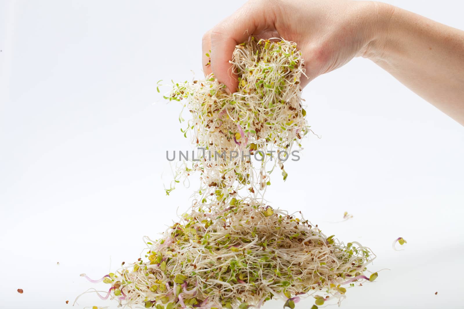 Fresh alfalfa sprouts isolated on white background 
