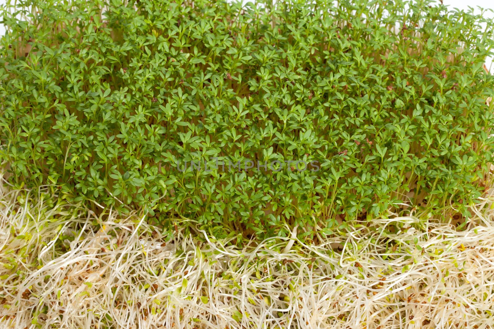 Fresh alfalfa sprouts and cress on white background 