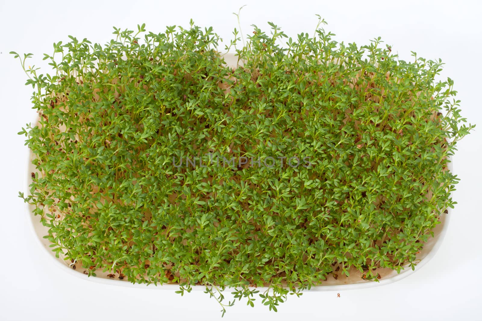 Cress seedlings isolated on white background