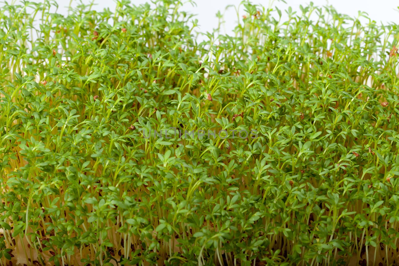 Cress seedlings isolated on white background