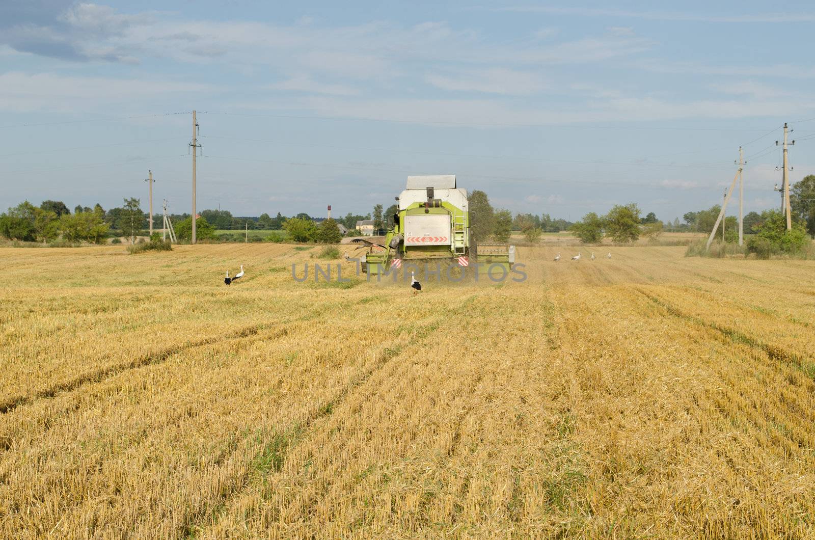 combine machine equipment pass harvest wheat crop in agricultural field and stork look for food on august.