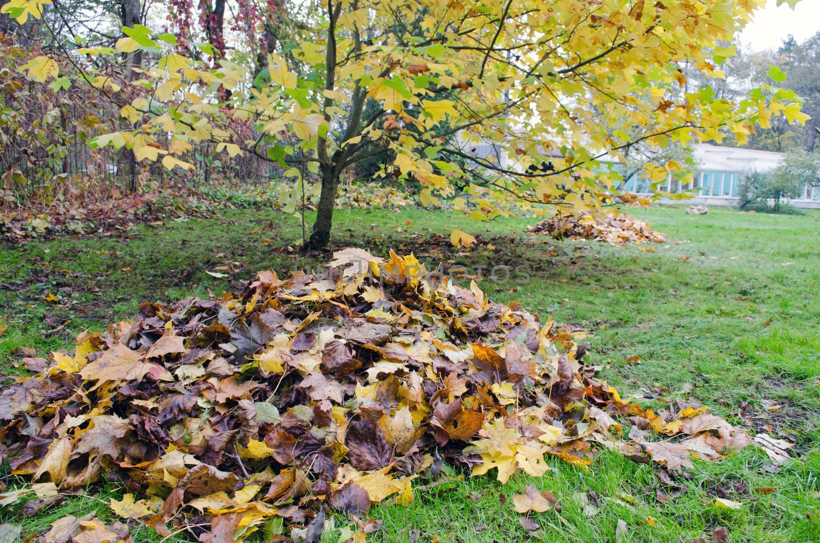 pile of rake colorful autumn leaves and decorative tree grow in garden. seasonal garden works.
