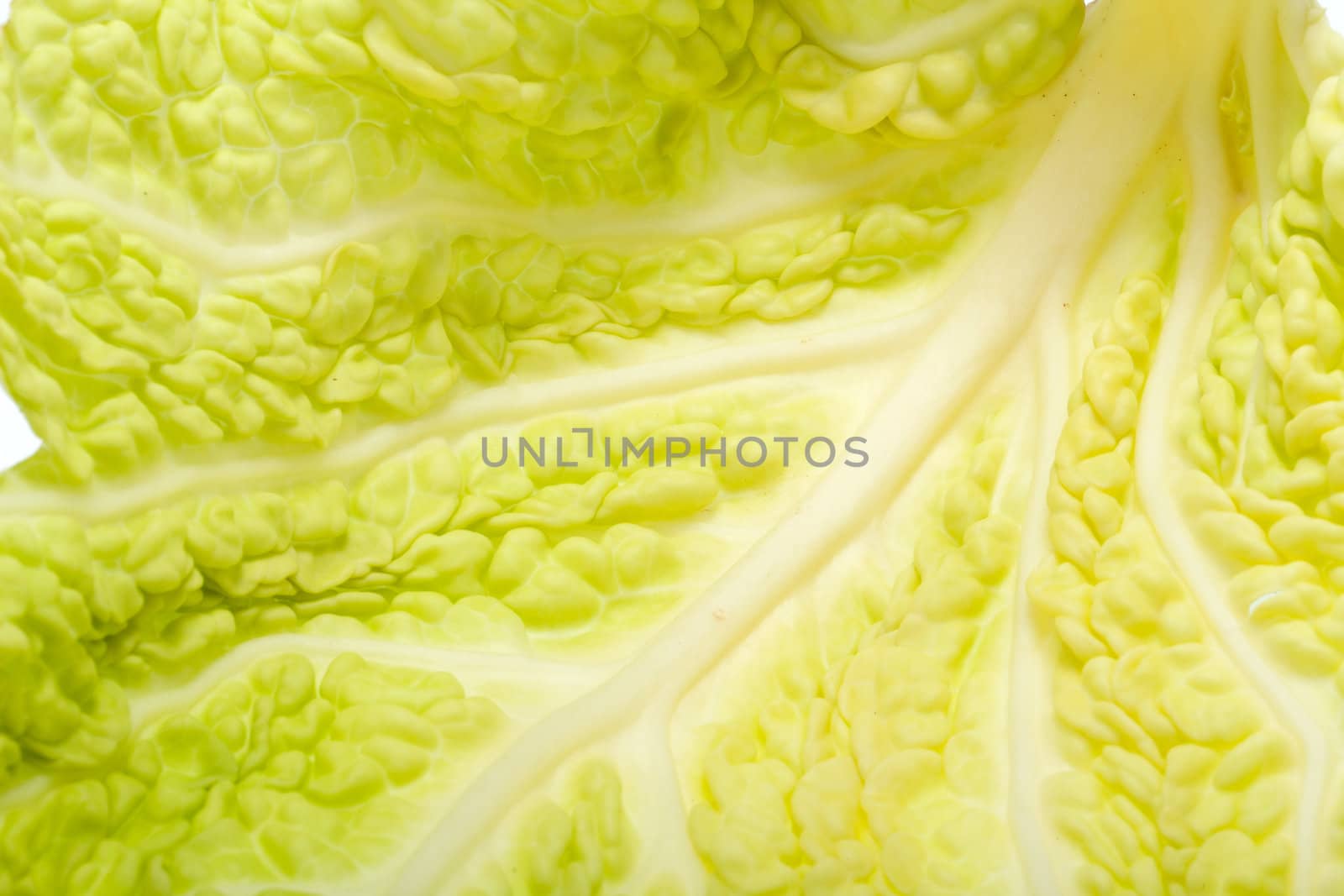 fresh savoy cabbage leaf as a texture 