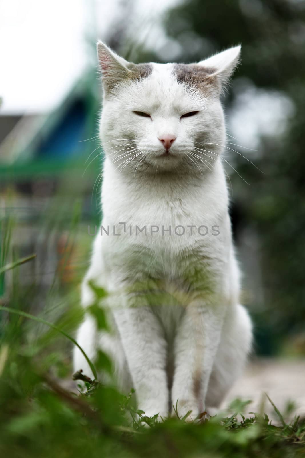 Portrait of the calm Cat on the Nature Background
