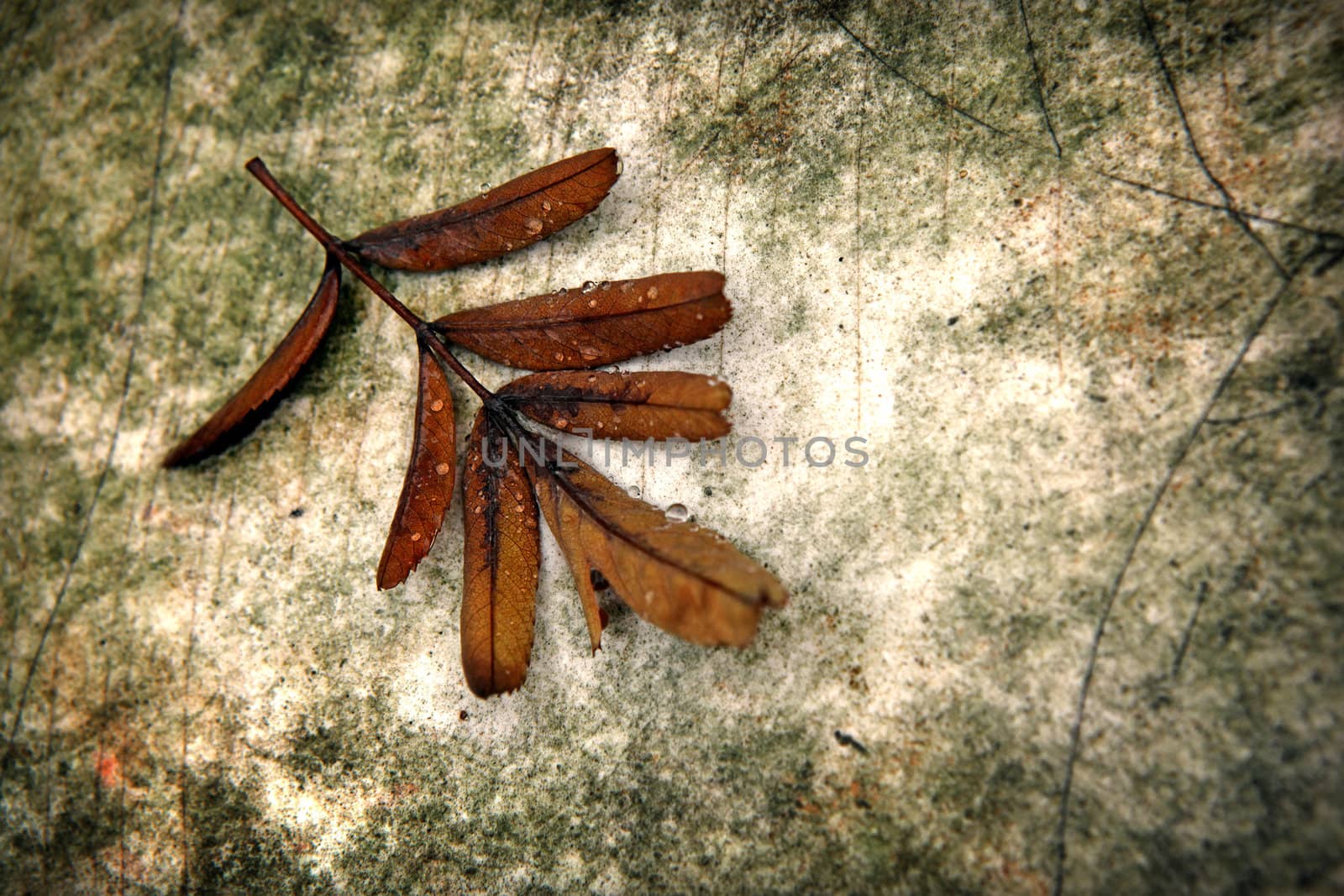 Dirty and Spotted Background with an Autumnal Leaf