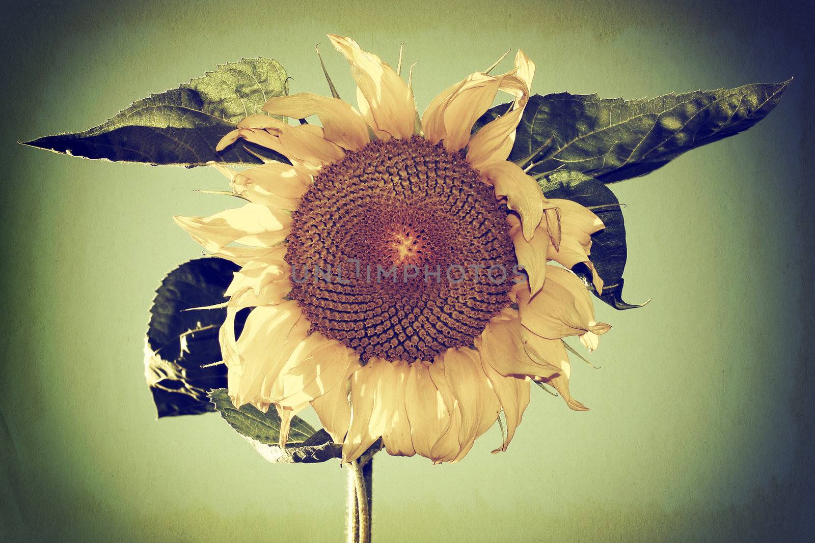 Vintage and Toned Photo of a Sunflower on Sky Background